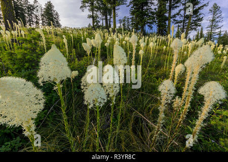 Epische tragen Gras blühen auf Big Mountain in Whitefish, Montana, USA Stockfoto