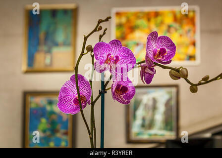 Helle Blüten der tropischen Orchideen close-up auf dem Hintergrund der Wand mit Bildern Stockfoto