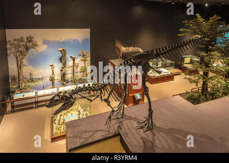 Dinosaurier Anzeige am Museum der Rockies in Bozeman, Montana, USA Stockfoto