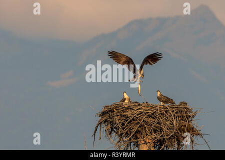 Osprey kehrt zum Nest mit Fische am Hungry Horse Behälter in der Flathead National Forest, Montana, USA Stockfoto