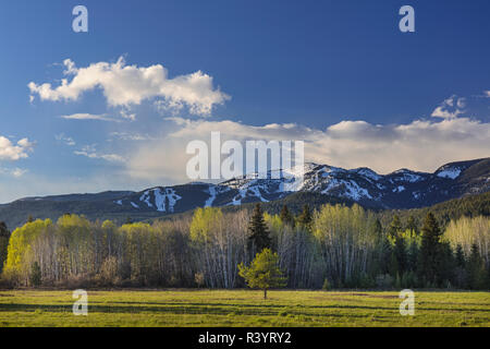 Aspen Grove nur Begrünung im Frühjahr mit großen Berg im Hintergrund in Whitefish, Montana, USA Stockfoto