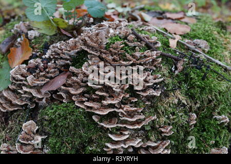 Pilze und Moose decken ein Baumstumpf Stockfoto