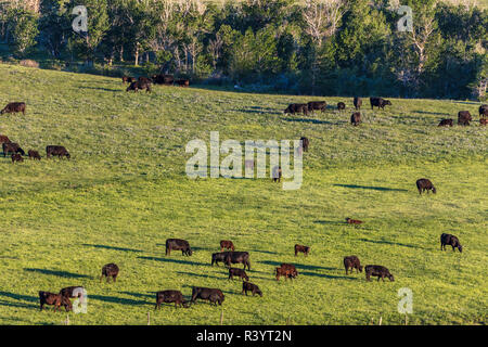 Rinder grasen unter Walling Reef am Rocky Mountain Front bei Sonnenaufgang in der Nähe von Dupuyer, Montana, USA Stockfoto