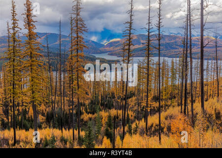 Stürmische Wolken im Herbst tamarack Wald oberhalb Hungry Horse Behälter in der Flathead National Forest, Montana, USA Stockfoto