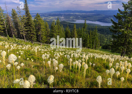 Epische beargrass blühen auf Big Mountain in Whitefish, Montana, USA Stockfoto