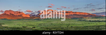 Rinder grasen unter Walling Reef am Rocky Mountain Front bei Sonnenaufgang in der Nähe von Dupuyer, Montana, USA Stockfoto