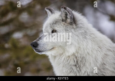 Captive gray Wolf Portrait an der Grizzly und Wolf Discovery Center in West Yellowstone, Montana, USA Stockfoto