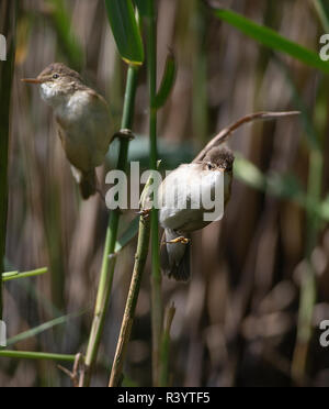 Ein paar der Eurasischen Reed Warbler (Acrocephalus scirpaceus) auf der Seite von Schilf im typischen Lebensraum gehockt Stockfoto