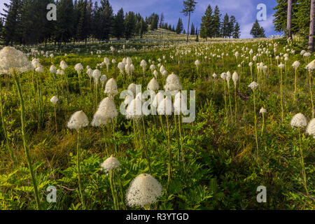 Epische tragen Gras blühen auf Big Mountain in Whitefish, Montana, USA Stockfoto