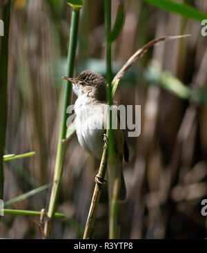 Eurasischen Teichrohrsänger (Acrocephalus scirpaceus) auf der Seite von Reed in typischen Lebensraum gehockt Stockfoto