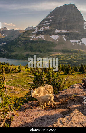 Bergziege mit Baby über Bearhat Berg und versteckten See. Glacier National Park, Montana, USA. Stockfoto