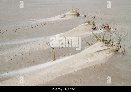 Embryo Dünenentwicklung: Sand Quecke auf einem sehr kleinen Düne auf einer stürmischen Strand Stockfoto