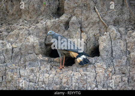 Grau (Crane-Hawk Geranospiza Caerulescens) zu züchten Burrow, Pantanal, Mato Grosso, Brasilien Stockfoto