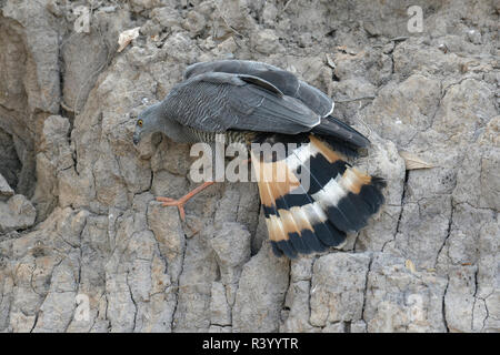 Grau (Crane-Hawk Geranospiza Caerulescens) zu züchten Burrow, Pantanal, Mato Grosso, Brasilien Stockfoto