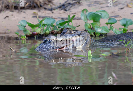 Yacare Kaiman (Caiman Yacare) verschlingt ein Wels, Cuiaba River, Pantanal, Mato Grosso, Brasilien Stockfoto