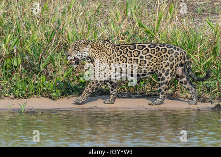 Männliche Jaguar (Panthera onca) Stalking am Flussufer, Cuiaba Fluss, Pantanal, Mato Grosso, Brasilien Stockfoto