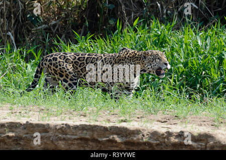 Männliche Jaguar (Panthera onca) Stalking am Flussufer, Cuiaba Fluss, Pantanal, Mato Grosso, Brasilien Stockfoto