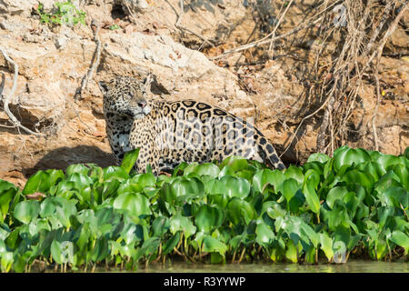 Männliche Jaguar (Panthera onca) am Flussufer, Cuiaba Fluss, Pantanal, Mato Grosso, Brasilien Stockfoto