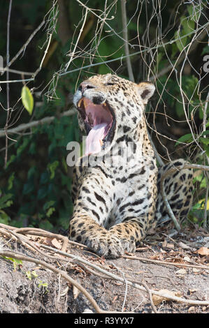 Männliche Jaguar (Panthera onca) Gähnen am Flussufer, Cuiaba Fluss, Pantanal, Mato Grosso, Brasilien Stockfoto