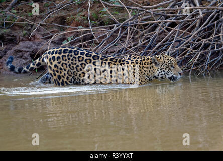Junger Jaguar (Panthera onca) zu Fuß im Wasser, Cuiaba Fluss, Pantanal, Mato Grosso, Brasilien Stockfoto