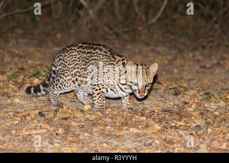 Ozelot (pardalis Pardalis) in der Nacht, Pantanal, Mato Grosso, Brasilien Stockfoto