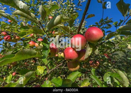 Reife rote Äpfel (Malus) bei Apple Tree, Nahaufnahme, Baden-Württemberg, Deutschland Stockfoto