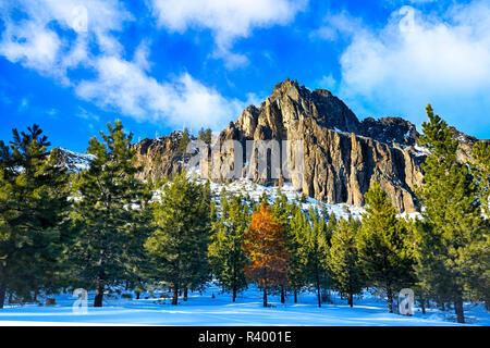 USA, Oregon, Deschutes National Forest. Winter am Nachmittag. Stockfoto