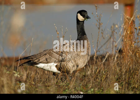 Gackern Gans (Branta hutchinsii) an Baskett Slough National Wildlife Refuge. Stockfoto