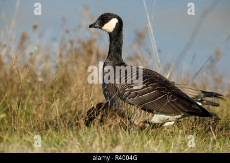 Gackern Gans (Branta hutchinsii) an Baskett Slough National Wildlife Refuge. Stockfoto