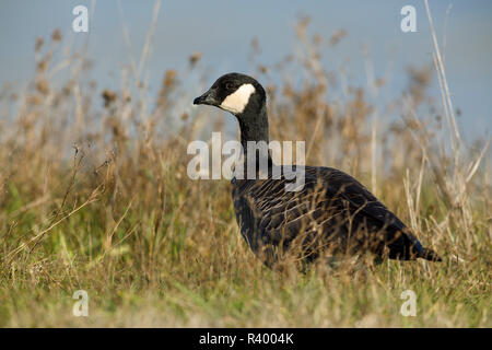 Gackern Gans (Branta hutchinsii) an Baskett Slough National Wildlife Refuge. Stockfoto