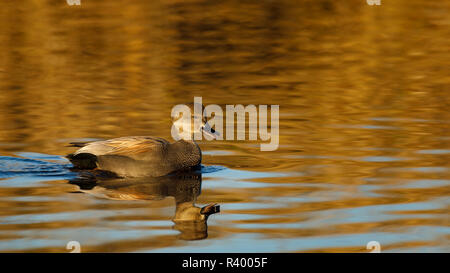 Drake Schnatterente (Anas strepera) an Baskett Slough National Wildlife Refuge. Stockfoto