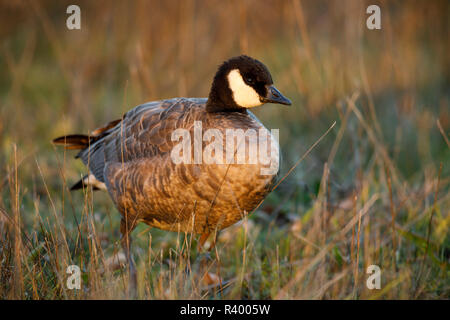 Gackern Gans (Branta hutchinsii) an Baskett Slough National Wildlife Refuge. Stockfoto