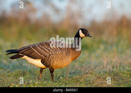 Gackern Gans (Branta hutchinsii) an Baskett Slough National Wildlife Refuge. Stockfoto