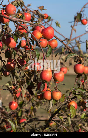 Reife, Unharvested Äpfel (Malus) am Baum, Franken, Bayern, Deutschland Stockfoto