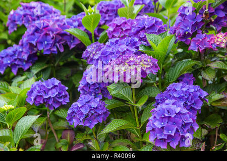 Blaue Hortensie Blumen in den Gärten der Cannon Beach, Oregon Stockfoto