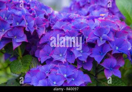 Nahaufnahme der Blaue Hortensie Blumen in den Gärten der Cannon Beach, Oregon Stockfoto