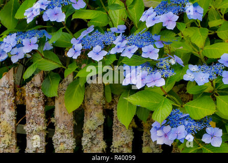 Blaue Hortensie entlang Zaun Gärten von Cannon Beach, Oregon Stockfoto