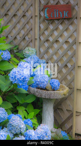 Blaue Hortensie Vogelbad in einem Garten in Cannon Beach, Oregon Stockfoto