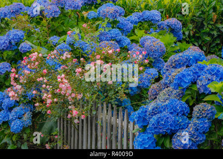 Blaue Hortensien und Rosenbusch entlang Zaun Gärten von Cannon Beach, Oregon Stockfoto