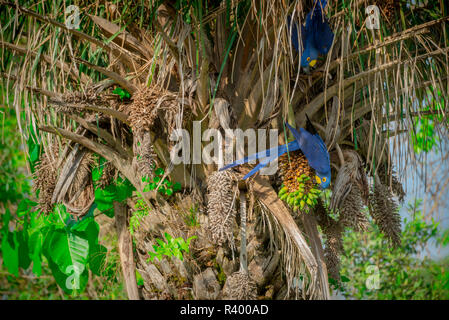 Hyazinthe Aras (Anodorhynchus hyacinthinus) Ernährung Früchte Der Acuri Palm, Pantanal, Mato Grosso do Sul, Brasilien Stockfoto