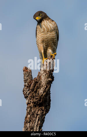 Am Straßenrand Hawk (Rupornis magnirostris) sitzt auf Totholz, Erwachsene auf Halten, Pantanal, Mato Grosso, Brasilien Stockfoto