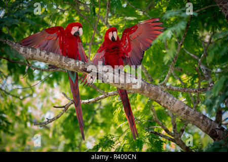 Rot-grünen Aras (Ara chloropterus), Tier Paar mit offenen Flügeln in einem Baum, Pantanal, Mato Grosso do Sul, Brasilien Stockfoto