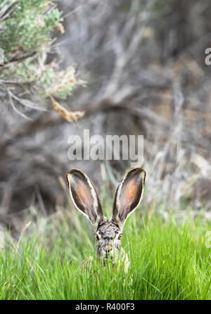 Schwarz-tailed Jackrabbit (Lepus Californicus), Malheur National Wildlife Refuge, Oregon. Stockfoto