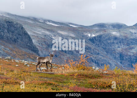 Rentiere (Rangifer tarandus) in herbstlichen Bergwelt, Stora Sjöfallet Nationalpark, Laponia, Norrbotten, Lappland Stockfoto