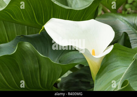 Calla lily, International Rose Test Garden, Portland, Oregon. Stockfoto