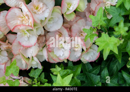 Begonia und Efeu, USA Stockfoto