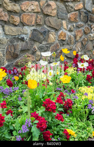 Longwood Gardens, Island Mohn, Kennett Square, Pennsylvania, USA Stockfoto