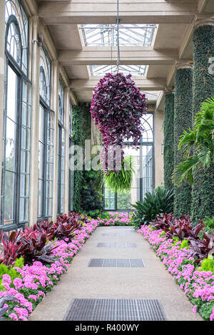 Wintergarten, Longwood Gardens, Kennett Square, Pennsylvania, USA Stockfoto