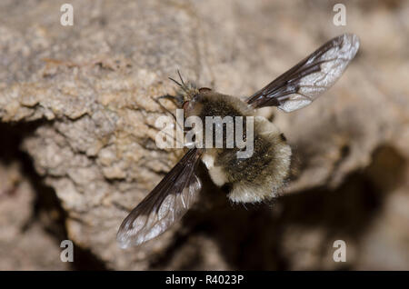 Mehr Bienen fliegen, Bombylius major Stockfoto