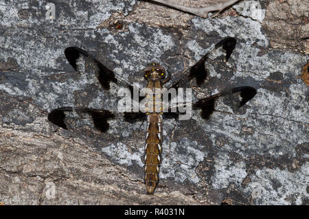 Gemeinsame Whitetail, Plathemis Lydia, Weiblich Stockfoto